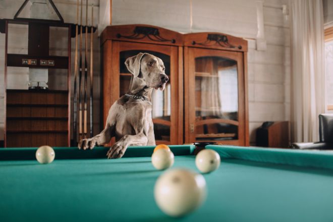 dog wants to play billiards