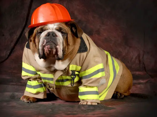 bulldog firefighter