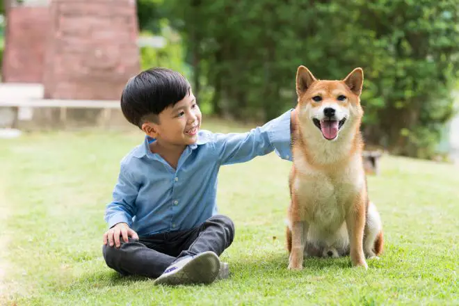 Shiba Inu and Kid