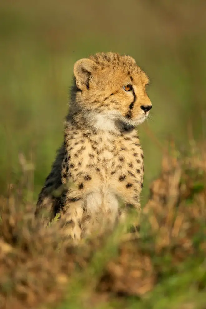 cheetah cub