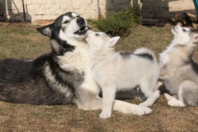 Alaskan Malamute