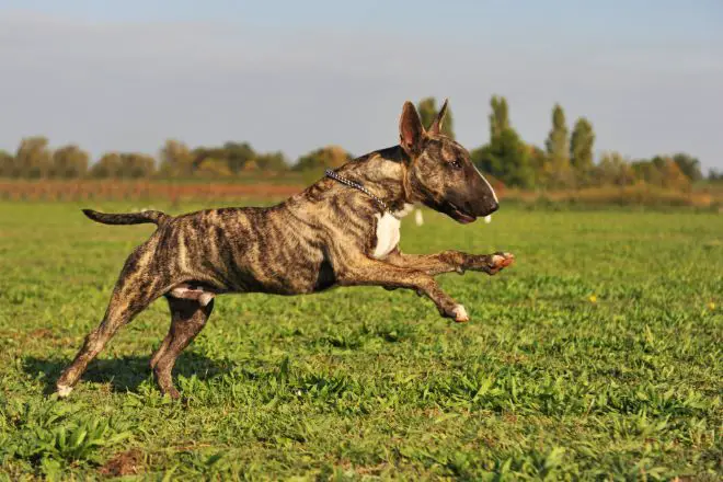 Bull Terrier