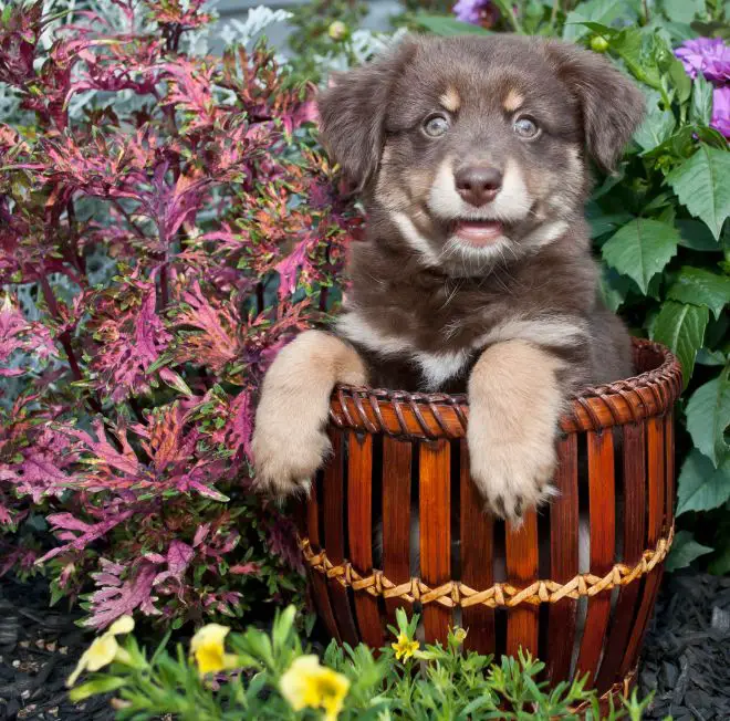 australian shepherd dog