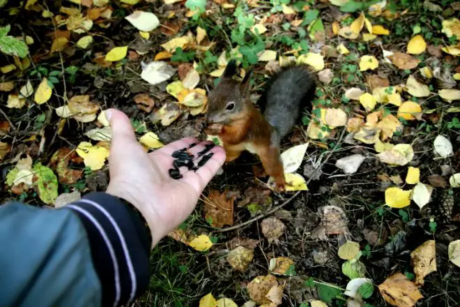 person feeding squirrel