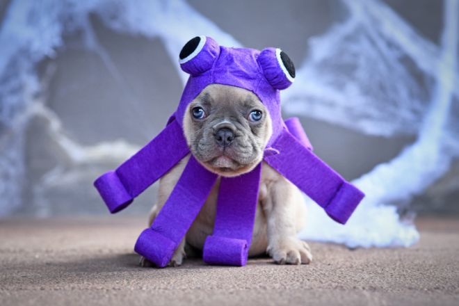 dog octopus costume