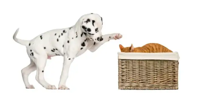 Dalmatian and Cat
