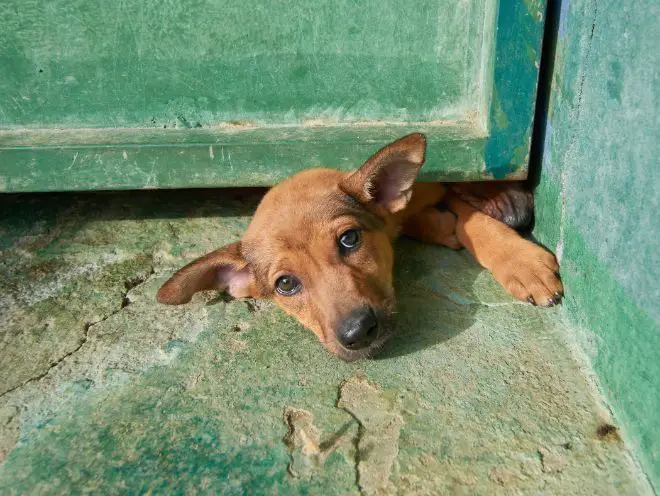 dog under door