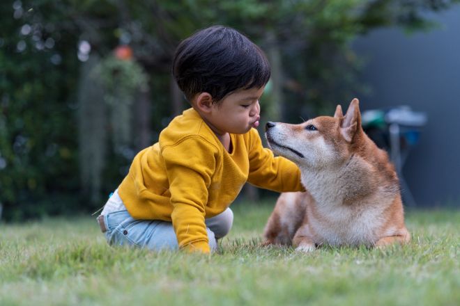 Shiba Inu and Kid