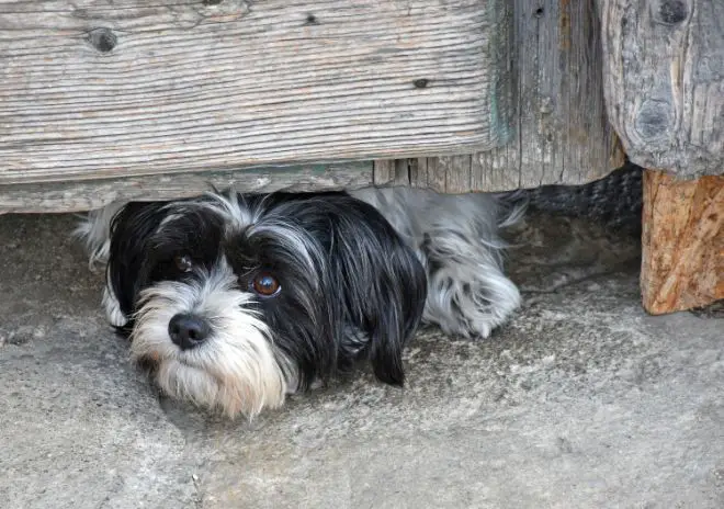 dog under gate