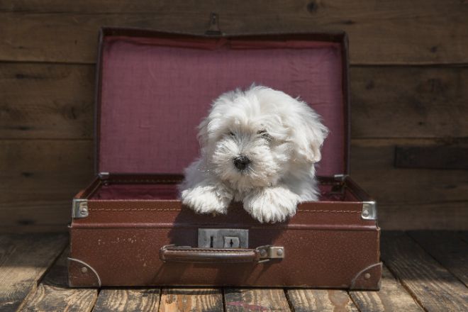 puppy in luggage