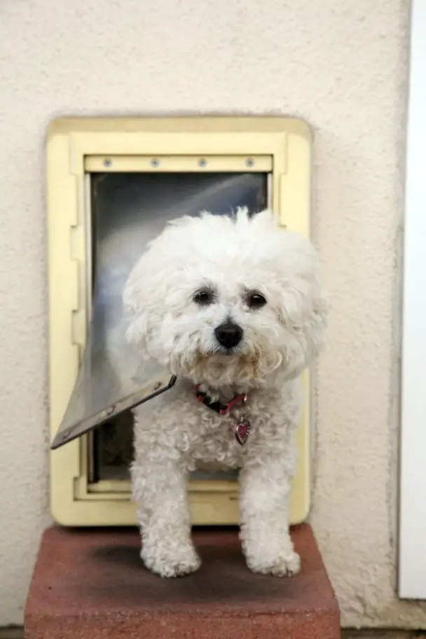 Big Sister Teaches Puppy How To Use Doggy Door