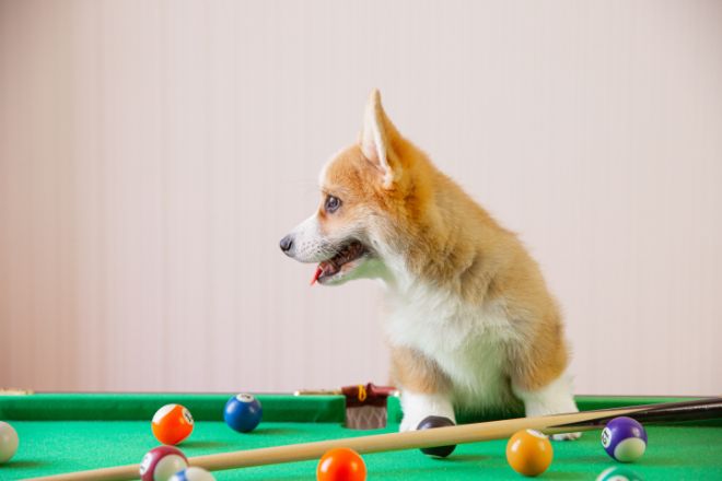dog at pool table