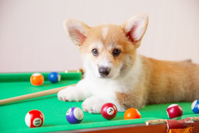 puppy on billiards table