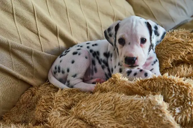 Dalmatian Puppy