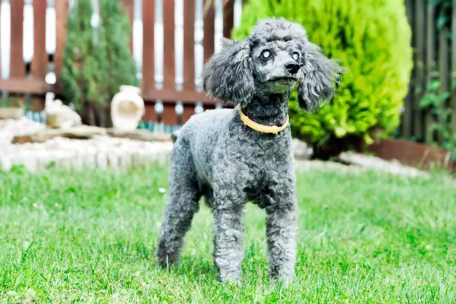 blind poodle