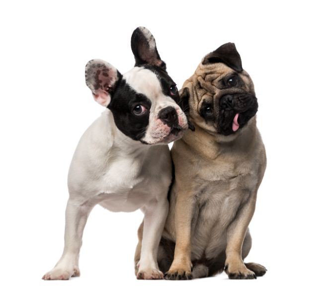 Gentle Frenchie Plays With Tiny Newborn Pug Puppy