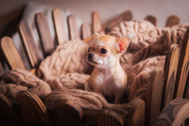 Chihuahua