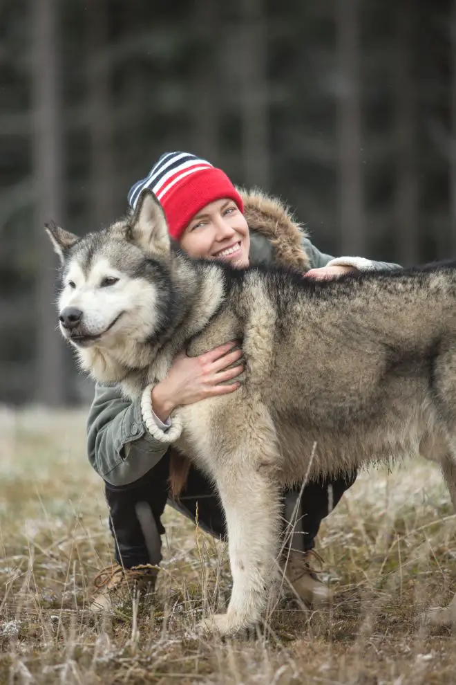 Alaskan Malamute