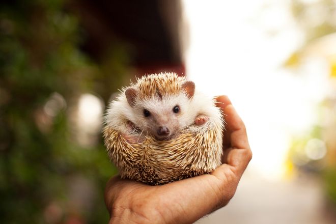 hedgehog in hand