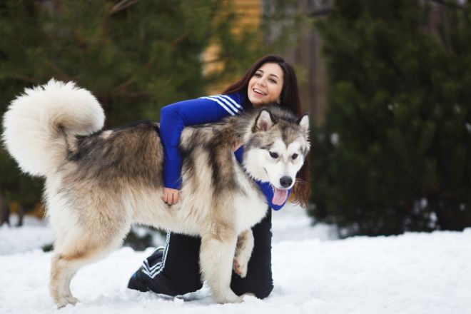 Alaskan Malamute