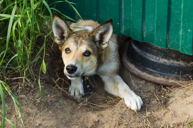 dog under plant