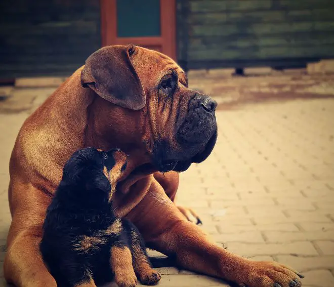 Big Dog with Little Puppy