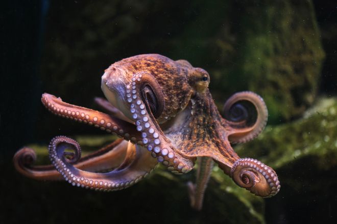 octopus