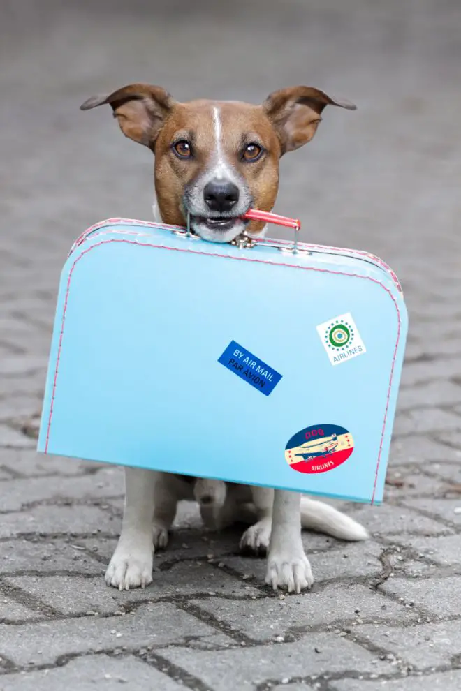 dog holding suitcase