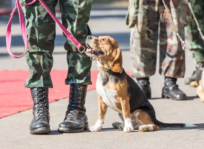 Dogs with military Dads