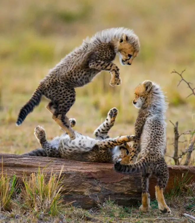 cheetah cub