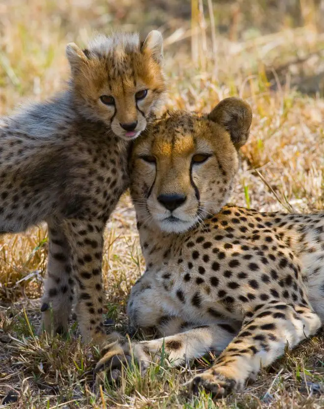 cheetah cub