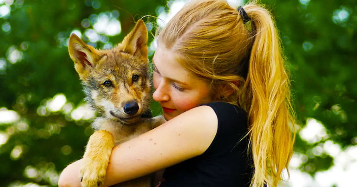 adopted wolf