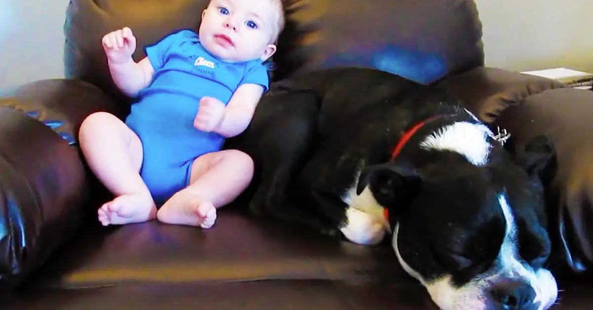 baby farts by dog