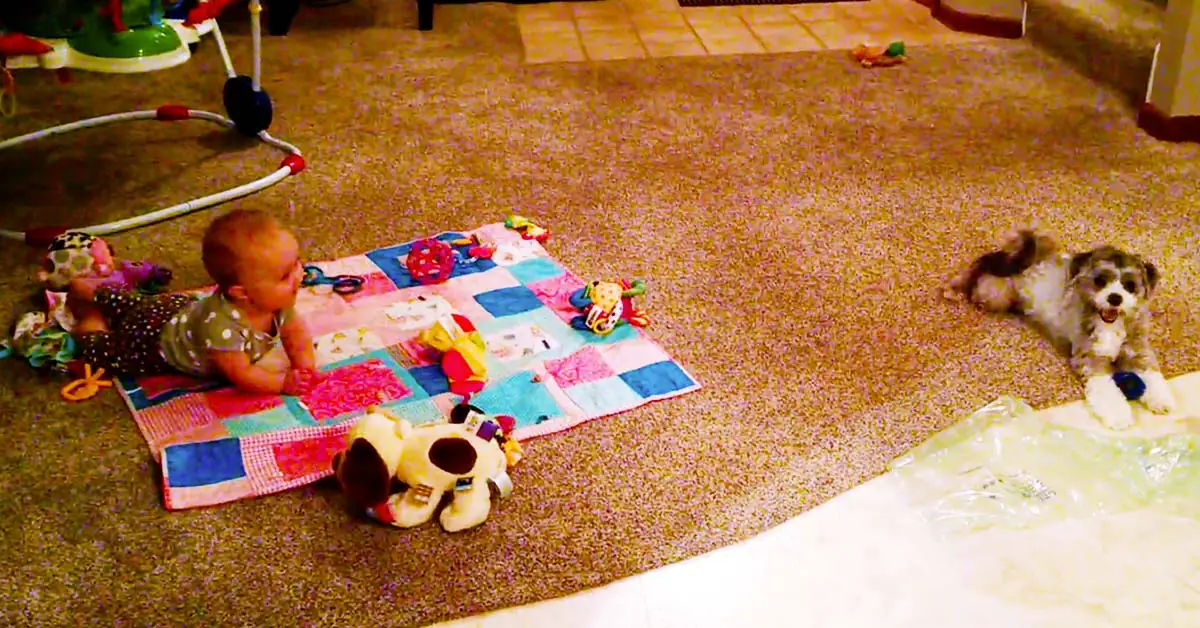 baby laughs at dog