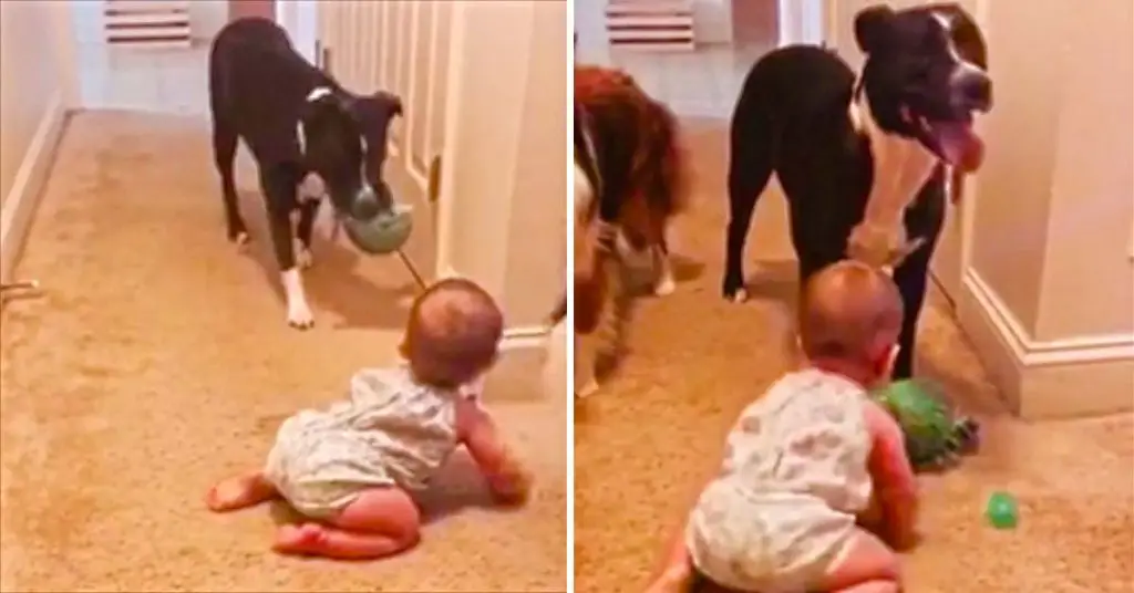 pit bull teaches baby fetch