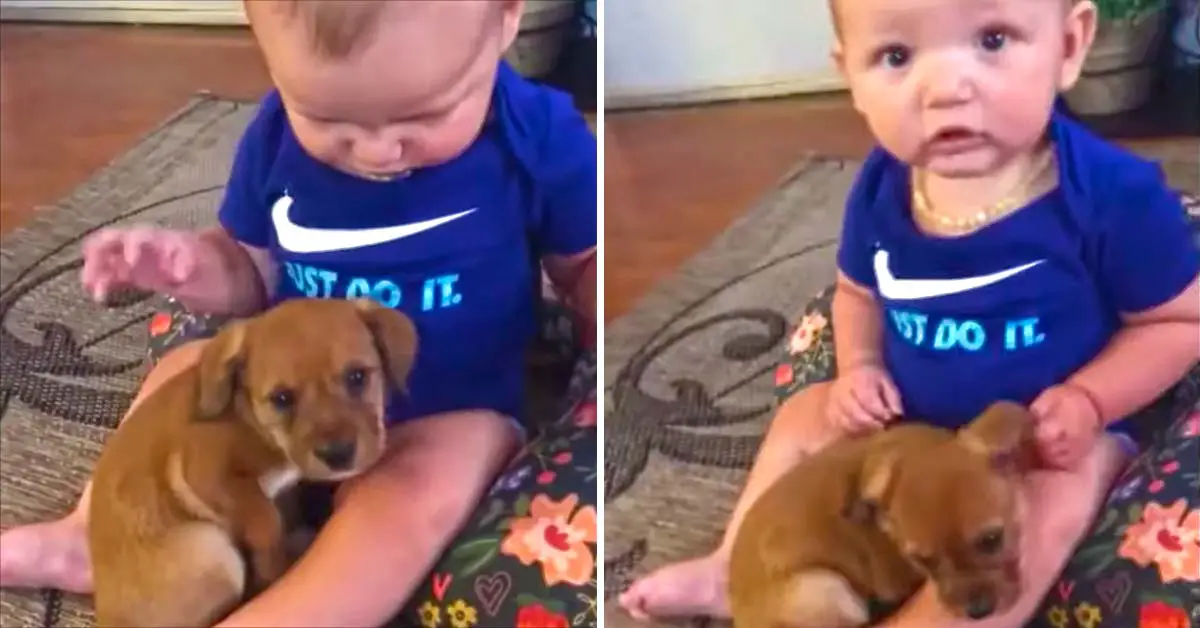 Baby and puppy first meeting