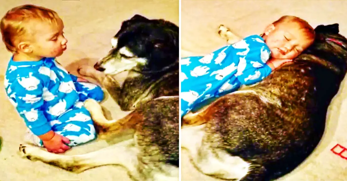 Baby sleeps on Husky