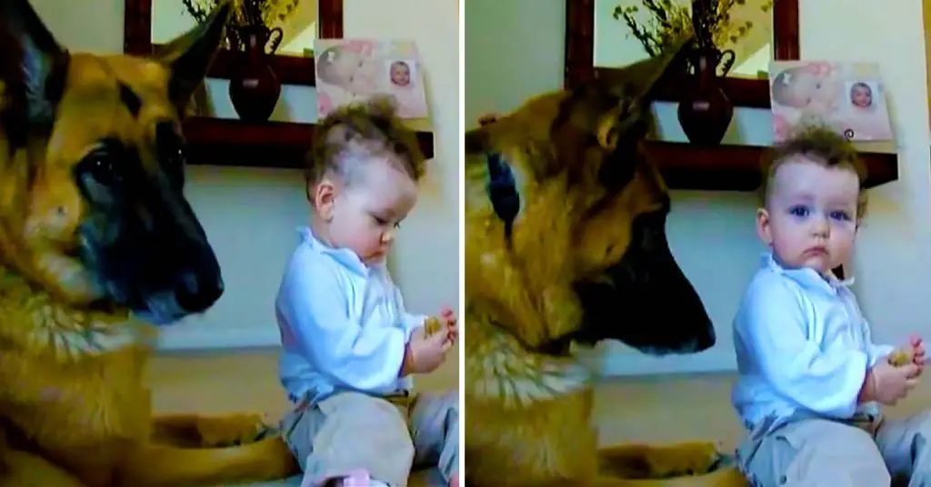 baby steals dog treat