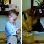 baby steals dog treat