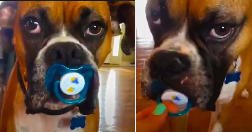 Boxer with pacifier