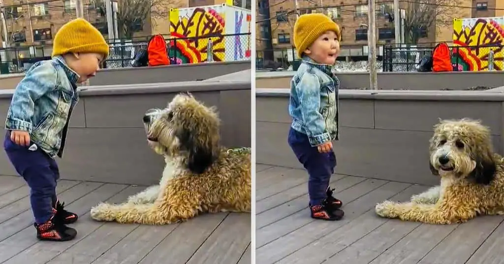toddler meets puppy