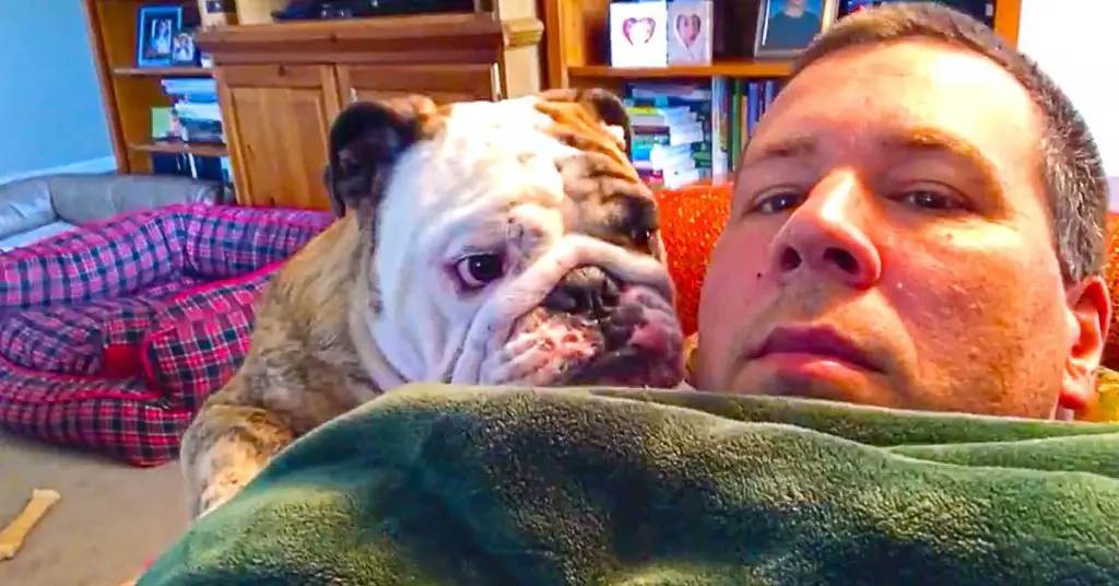 bulldog pouting