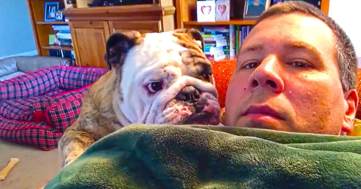 bulldog pouting