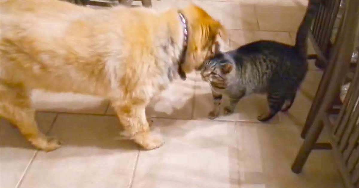 cat reunites with blind dog