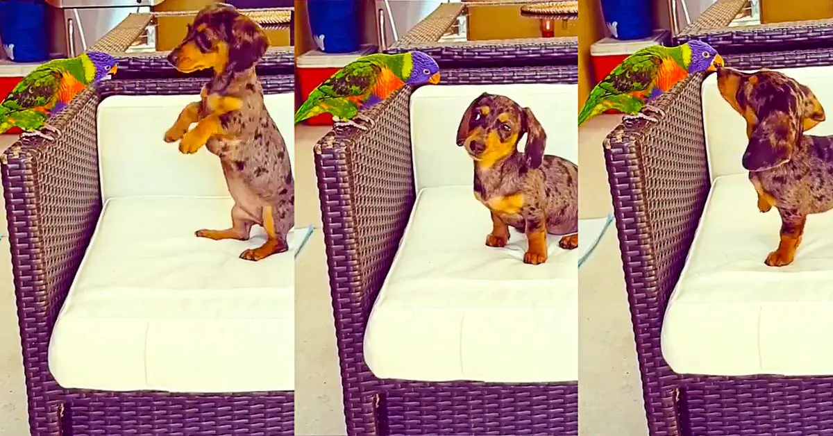 Dachshund and Lorikeet
