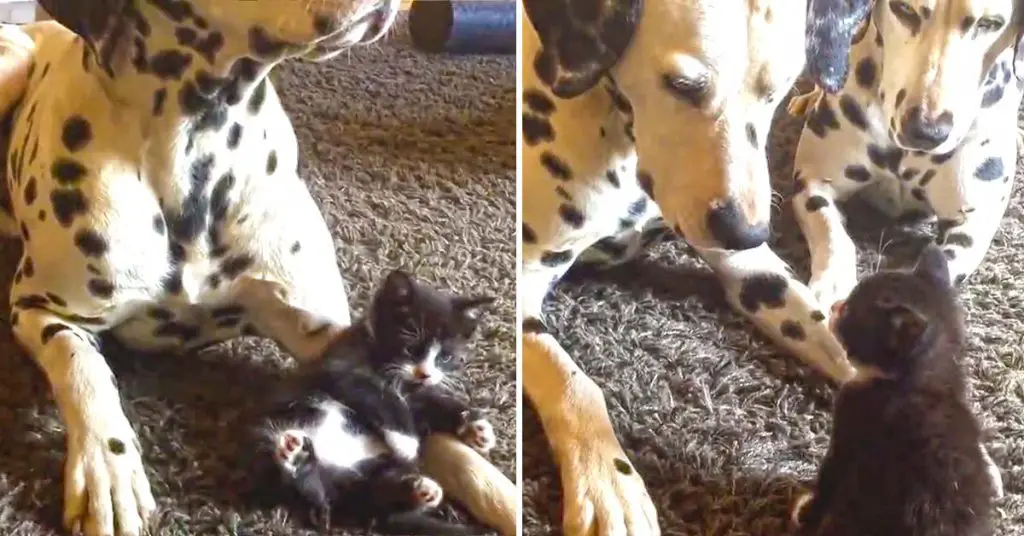 Dalmatians and kitten play