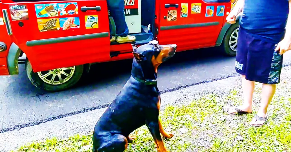 Doberman does tricks