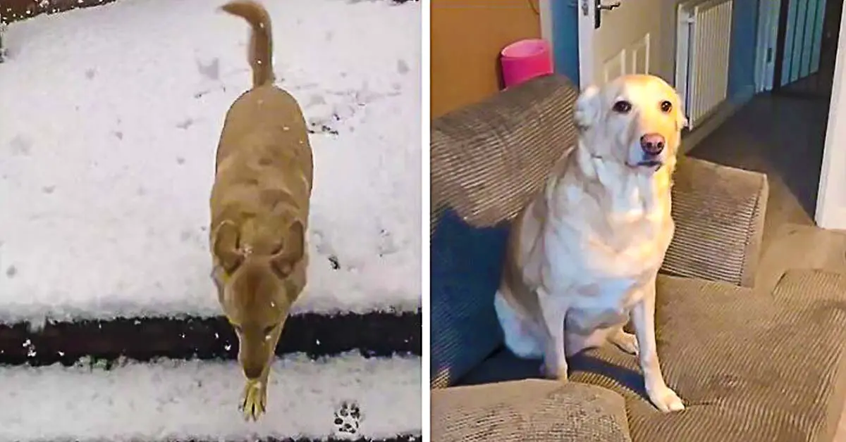 dog avoids snow