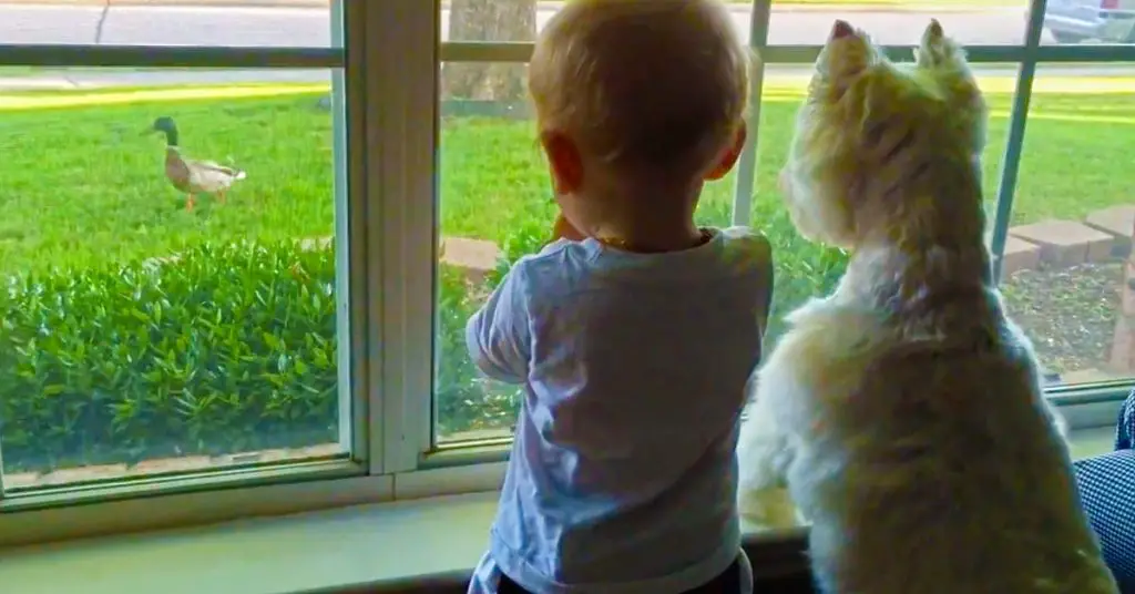 baby and dog watch duck