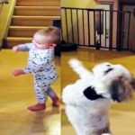 dog and baby spin